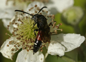 Sapyga quinquepunctata / Keulenwespe / Keulenwespen - Sapygidae / Ordnung: Hautflgler - Hymenoptera