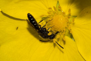 Sapygina decemguttata / Zehnpunkt-Keulenwespe / Keulenwespen - Sapygidae / Ordnung: Hautflgler - Hymenoptera