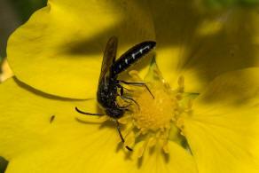 Sapygina decemguttata / Zehnpunkt-Keulenwespe / Keulenwespen - Sapygidae / Ordnung: Hautflgler - Hymenoptera