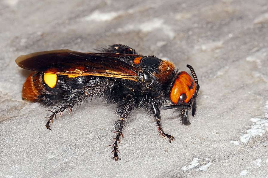 Megascolia maculata ssp. maculata (Weibchen) / Rotstirnige Dolchwespe / Mammoth wasp / Dolchwespen - Scoliidae / Ordnung: Hautflügler - Hymenoptera