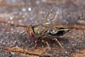 Anisopteromalus quinarius / Ohne deutschen Namen / Pteromalidae / berfamilie: Erzwespen - Chalcidoidea