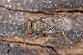 Anisopteromalus quinarius / Ohne deutschen Namen / Pteromalidae / berfamilie: Erzwespen - Chalcidoidea