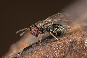 Anisopteromalus quinarius / Ohne deutschen Namen / Pteromalidae / berfamilie: Erzwespen - Chalcidoidea