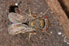 Anisopteromalus quinarius / Ohne deutschen Namen / Pteromalidae / berfamilie: Erzwespen - Chalcidoidea