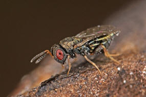 Anisopteromalus quinarius / Ohne deutschen Namen / Pteromalidae / berfamilie: Erzwespen - Chalcidoidea