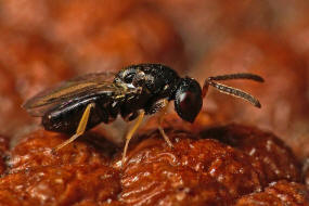Cecidostiba semifascia / Pteromalidae - Pteromalinae / berfamilie: Erzwespen - Chalcidoidea