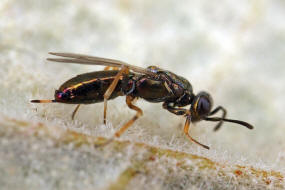 Eupelmus urozonus s.l. / Breitfssige Rosenerzwespe / Eupelmidae - Eupelminae / berfamilie: Erzwespen - Chalcidoidea