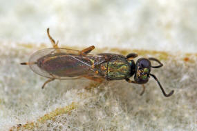 Eupelmus urozonus s.l. / Breitfssige Rosenerzwespe / Eupelmidae - Eupelminae / berfamilie: Erzwespen - Chalcidoidea