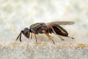 Eupelmus urozonus s.l. / Breitfssige Rosenerzwespe / Eupelmidae - Eupelminae / berfamilie: Erzwespen - Chalcidoidea