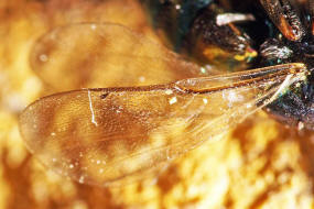 Ormyrus nitidulus / Weibchen / Ormyridae / berfamilie: Erzwespen - Chalcidoidea