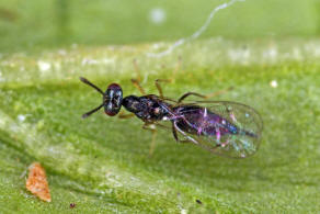 Plutothrix coelius / Ohne deutschen Namen / Pteromalidae - Pteromalinae / berfamilie: Chalcidoidea - Erzwespen