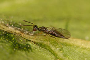 Plutothrix coelius / Ohne deutschen Namen / Pteromalidae - Pteromalinae / berfamilie: Chalcidoidea - Erzwespen