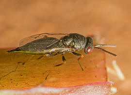 Pteromalus cardui (Erds, 1953) / Pteromalidae / berfamilie: Erzwespen - Chalcidoidea
