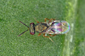 Trichomalus campestris / Ohne deutschen Namen / Pteromalidae (Erzwespen - Chalcidoidea)