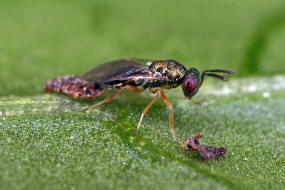 Trichomalus campestris / Ohne deutschen Namen / Pteromalidae (Erzwespen - Chalcidoidea)