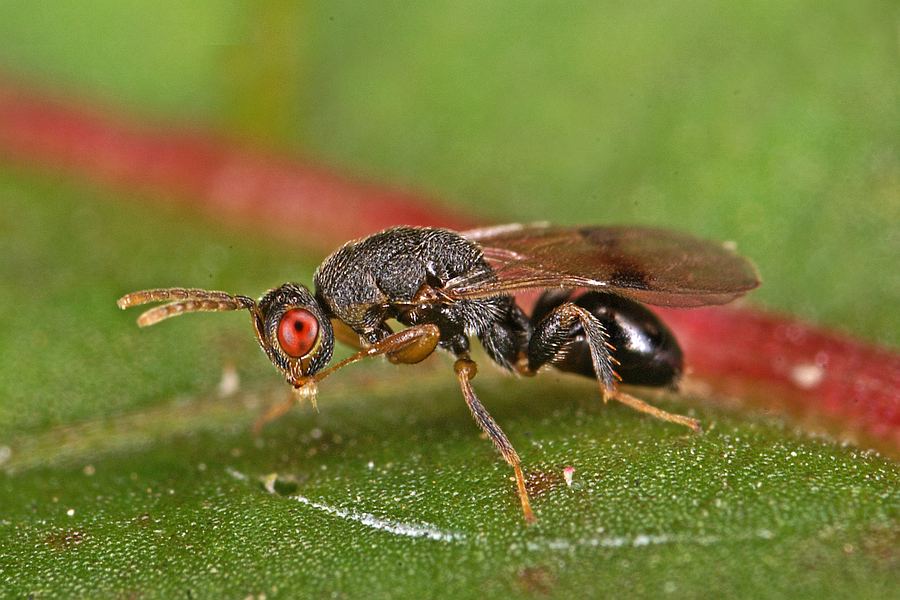 Sycophila biguttata / Ohne deutschen Namen / Eurytomidae - Eurytominae / Überfamilie: Erzwespen - Chalcidoidea