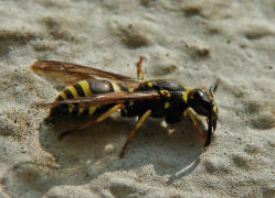 Ancistrocerus nigricornis / Lehmwespe / Vespidae - Echte Wespen / Unterfammilie: Eumeninae - Solitäre Faltenwespen