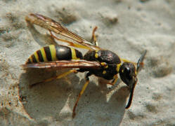 Ancistrocerus nigricornis / Lehmwespe / Vespidae - Echte Wespen / Unterfammilie: Eumeninae - Solitre Faltenwespen