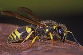 Ancistrocerus nigricornis / Lehmwespe / Vespidae - Echte Wespen / Unterfammilie: Eumeninae - Solitre Faltenwespen