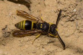 Ancistrocerus nigricornis / Lehmwespe / Vespidae - Echte Wespen / Unterfammilie: Eumeninae - Solitäre Faltenwespen