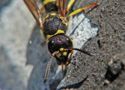 Ancistrocerus nigricornis / Lehmwespe / Vespidae - Echte Wespen / Unterfammilie: Eumeninae - Solitre Faltenwespen