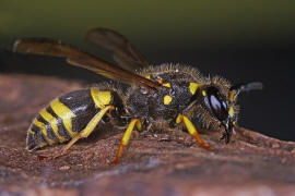 Ancistrocerus nigricornis / Lehmwespe / Vespidae - Echte Wespen / Unterfammilie: Eumeninae - Solitre Faltenwespen