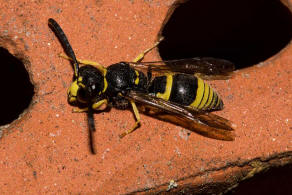 Ancistrocerus nigricornis / Lehmwespe / Vespidae - Echte Wespen / Unterfammilie: Eumeninae - Solitäre Faltenwespen