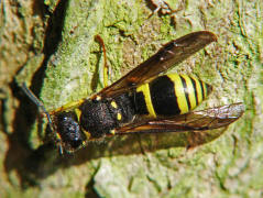 Ancistrocerus nigricornis / Lehmwespe / Vespidae - Echte Wespen / Unterfammilie: Eumeninae - Solitre Faltenwespen