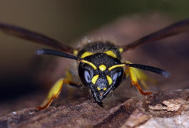 Ancistrocerus nigricornis / Lehmwespe / Vespidae - Echte Wespen / Unterfammilie: Eumeninae - Solitre Faltenwespen