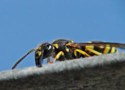 Ancistrocerus nigricornis / Lehmwespe / Vespidae - Echte Wespen / Unterfammilie: Eumeninae - Solitre Faltenwespen