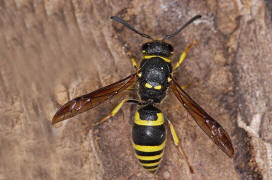 Ancistrocerus nigricornis / Lehmwespe / Vespidae - Echte Wespen / Unterfammilie: Eumeninae - Solitre Faltenwespen