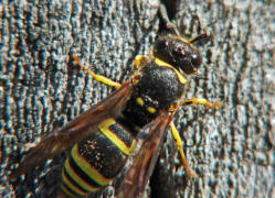 Ancistrocerus nigricornis / Lehmwespe / Vespidae - Echte Wespen / Unterfammilie: Eumeninae - Solitre Faltenwespen