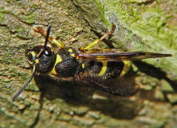 Ancistrocerus nigricornis / Lehmwespe / Vespidae - Echte Wespen / Unterfammilie: Eumeninae - Solitre Faltenwespen