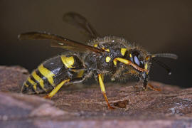 Ancistrocerus nigricornis / Lehmwespe / Vespidae - Echte Wespen / Unterfammilie: Eumeninae - Solitre Faltenwespen