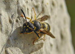 Ancistrocerus nigricornis / Lehmwespe / Vespidae - Echte Wespen / Unterfammilie: Eumeninae - Solitre Faltenwespen