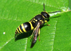 Ancistrocerus nigricornis / Lehmwespe / Vespidae - Echte Wespen / Unterfammilie: Eumeninae - Solitre Faltenwespen