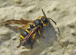 Ancistrocerus nigricornis / Lehmwespe / Vespidae - Echte Wespen / Unterfammilie: Eumeninae - Solitre Faltenwespen