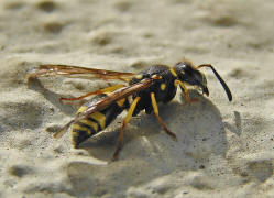 Ancistrocerus nigricornis / Lehmwespe / Vespidae - Echte Wespen / Unterfammilie: Eumeninae - Solitre Faltenwespen