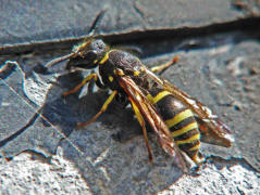 Ancistrocerus nigricornis / Lehmwespe / Vespidae - Echte Wespen / Unterfammilie: Eumeninae - Solitre Faltenwespen