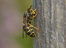 Dolichovespula media / Mittlere Wespe / Langkopfwespe / Vespidae - Echte Wespen