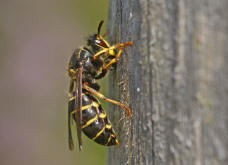 Dolichovespula media / Mittlere Wespe / Langkopfwespe / Vespidae - Echte Wespen