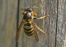 Dolichovespula media / Mittlere Wespe / Langkopfwespe / Vespidae - Echte Wespen