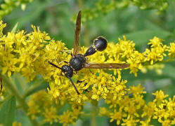 Eumenes papillarius / Ohne deutschen Namen ("Pillenwespe") / Vespidae - Faltenwespen - Eumeninae - Solitre Faltenwespen