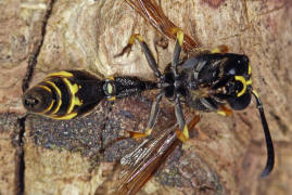 Eumenes pedunculatus / Ohne deutschen Namen / Vespidae - Faltenwespen - Eumeninae - Solitre Faltenwespen