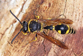 Eumenes pedunculatus / Ohne deutschen Namen / Vespidae - Faltenwespen - Eumeninae - Solitre Faltenwespen