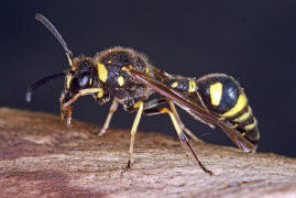 Eumenes pedunculatus / Ohne deutschen Namen / Vespidae - Faltenwespen - Eumeninae - Solitre Faltenwespen