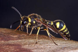 Eumenes pedunculatus / Ohne deutschen Namen / Vespidae - Faltenwespen - Eumeninae - Solitre Faltenwespen