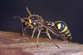 Eumenes pedunculatus / Ohne deutschen Namen / Vespidae - Faltenwespen - Eumeninae - Solitre Faltenwespen