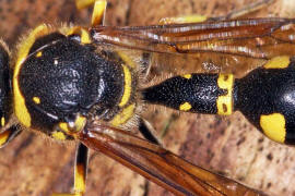 Eumenes pedunculatus / Ohne deutschen Namen / Vespidae - Faltenwespen - Eumeninae - Solitre Faltenwespen