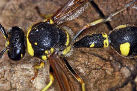 Eumenes pedunculatus / Ohne deutschen Namen / Vespidae - Faltenwespen - Eumeninae - Solitre Faltenwespen